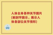 人体全身各种关节图片(解剖学图示，展示人体各部位关节情形)