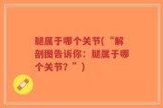 腿属于哪个关节(“解剖图告诉你：腿属于哪个关节？”)