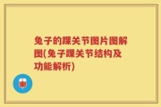 兔子的踝关节图片图解图(兔子踝关节结构及功能解析)