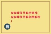 左脚踝关节解析图片(左脚踝关节解剖图解析)