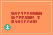 腕关节几条肌腱连接图解(手腕肌腱图解：掌腱与腕屈肌的连接)