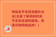 蚂蚁关节名称及图片大全(全面了解蚂蚁的关节名称及结构图像，快速识别蚂蚁品种！)