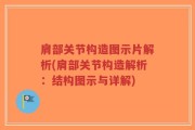 肩部关节构造图示片解析(肩部关节构造解析：结构图示与详解)