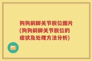 狗狗前脚关节脱位图片(狗狗前脚关节脱位的症状及处理方法分析)