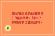 膝关节对应的位置图片(「解剖图片」轻松了解膝关节位置及结构)