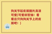 狗关节起皮屑图片高清可爱(可爱却苦恼！看看这只狗狗关节上的皮屑吧！)