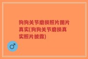 狗狗关节磨损照片图片真实(狗狗关节磨损真实照片披露)