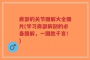 肩部的关节图解大全图片(学习肩部解剖的必备图解，一图胜千言！)