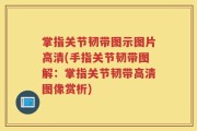 掌指关节韧带图示图片高清(手指关节韧带图解：掌指关节韧带高清图像赏析)