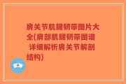 肩关节肌腱韧带图片大全(肩部肌腱韧带图谱 详细解析肩关节解剖结构)