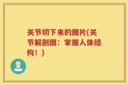 关节切下来的图片(关节解剖图：掌握人体结构！)