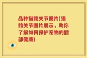 品种猫髋关节图片(猫髋关节图片展示，助你了解如何保护宠物的髋部健康)