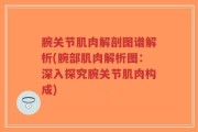 腕关节肌肉解剖图谱解析(腕部肌肉解析图：深入探究腕关节肌肉构成)