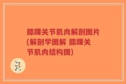 膝踝关节肌肉解剖图片(解剖学图解 膝踝关节肌肉结构图)