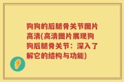 狗狗的后腿骨关节图片高清(高清图片展现狗狗后腿骨关节：深入了解它的结构与功能)