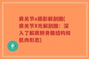 肩关节x摄影解剖图(肩关节X光解剖图：深入了解肩膀骨骼结构和肌肉形态)