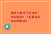 腕关节和手的构成图(手部解剖：了解腕部和手部的构造)