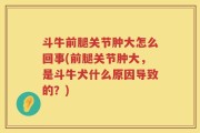 斗牛前腿关节肿大怎么回事(前腿关节肿大，是斗牛犬什么原因导致的？)