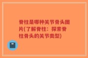 脊柱是哪种关节骨头图片(了解脊柱：探索脊柱骨头的关节类型)
