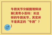 牛跗关节分解图视频讲解(离奇小百科：长这样的牛跗关节，其实并不是真正的“牛跗”？)