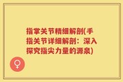 指掌关节精细解剖(手指关节详细解剖：深入探究指尖力量的源泉)