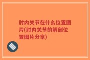 肘内关节在什么位置图片(肘内关节的解剖位置图片分享)