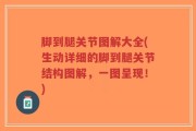 脚到腿关节图解大全(生动详细的脚到腿关节结构图解，一图呈现！)