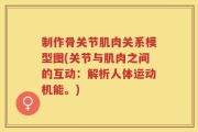 制作骨关节肌肉关系模型图(关节与肌肉之间的互动：解析人体运动机能。)