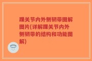 踝关节内外侧韧带图解图片(详解踝关节内外侧韧带的结构和功能图解)