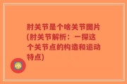 肘关节是个啥关节图片(肘关节解析：一探这个关节点的构造和运动特点)