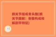 腕关节组成骨头图(腕关节图解：骨骼构成和解剖学特征)