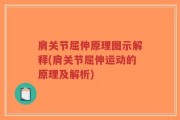 肩关节屈伸原理图示解释(肩关节屈伸运动的原理及解析)