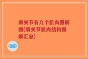 肩关节有几个肌肉图解图(肩关节肌肉结构图解汇总)