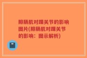 腓肠肌对踝关节的影响图片(腓肠肌对踝关节的影响：图示解析)
