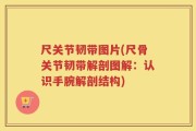 尺关节韧带图片(尺骨关节韧带解剖图解：认识手腕解剖结构)