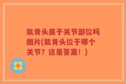 肱骨头属于关节部位吗图片(肱骨头位于哪个关节？这是答案！)