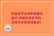 肘部关节运动形势图示图片(详解肘部关节的运动方式和运动轨迹)
