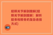 胫腓关节解剖图解(胫腓关节解剖图解：解析胫骨和腓骨的复杂连接方式)
