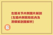 左膝关节内侧图片解剖(左膝内侧髌股肌肉及滑膜解剖图解析)