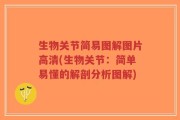 生物关节简易图解图片高清(生物关节：简单易懂的解剖分析图解)