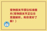 宠物髋关节摆位标准图片(宠物髋关节正位示意图解析，助你更好了解！)