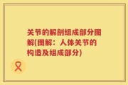 关节的解剖组成部分图解(图解：人体关节的构造及组成部分)