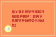 膝关节肌腱韧带图解视频(图解视频：膝关节肌腱韧带如何受伤与修复)