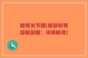 腿臀关节图(腿部和臀部解剖图：详细解读)