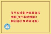 关节构造包括哪些部位图解(关节构造图解：解剖部位及功能详解)