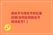 跗关节与球关节的位置区别(如何区别跗关节和球关节？)