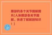 腰部的各个关节图解图片(人体腰部各关节图解，快速了解解剖知识！)