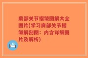 肩部关节褶皱图解大全图片(学习肩部关节褶皱解剖图：内含详细图片及解析)