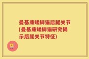 曼基康矮脚猫后腿关节(曼基康矮脚猫研究揭示后腿关节特征)