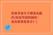 肘关节有几个根骨头图片(肘关节结构解析：骨头数目有多少？)
